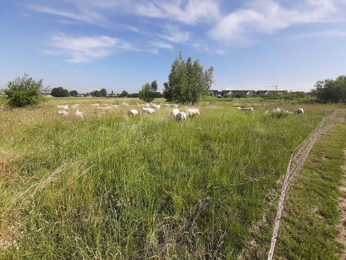 Gemeente Tiel - Schapen