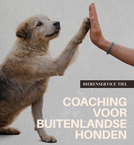 Sponsor | Dierenservice Tiel